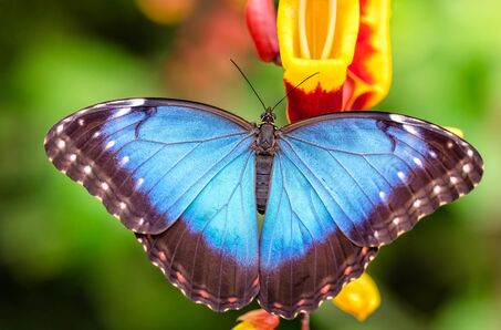 Vlindertuin Vlindorado